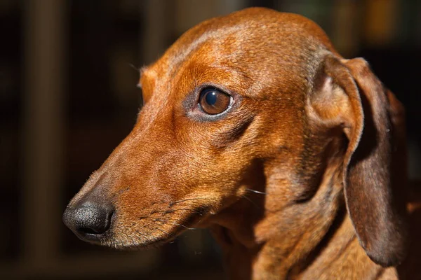 Portrait Young Red Dachshund — Stock Photo, Image