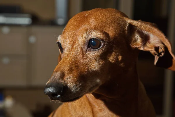 Portrait Elderly Red Haired Dachshund — Stock Photo, Image