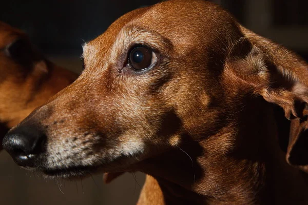 Portrait Elderly Red Haired Dachshund — Stock Photo, Image