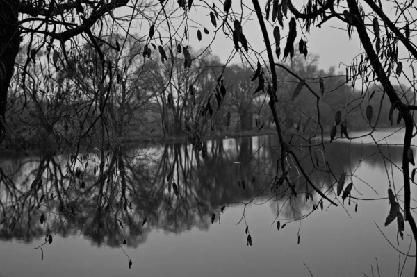 안개낀 아침에 연못에 앉아서 — 스톡 사진