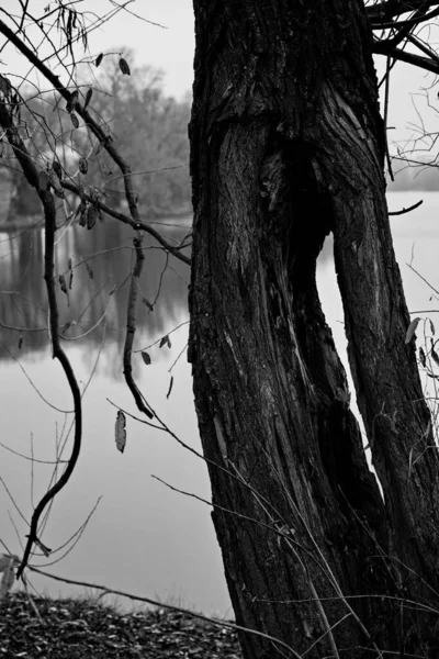 연못의 나무의 갈라진 — 스톡 사진
