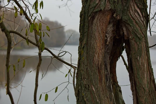 Расщепленный Ствол Старого Дерева Берегу Пруда — стоковое фото