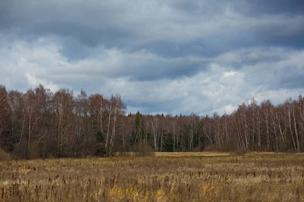 Падший Лес Поле Осенним Облачным Небом — стоковое фото