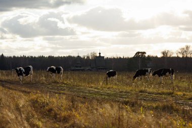 Bir sonbahar günü otlayan çiftlik hayvanları..