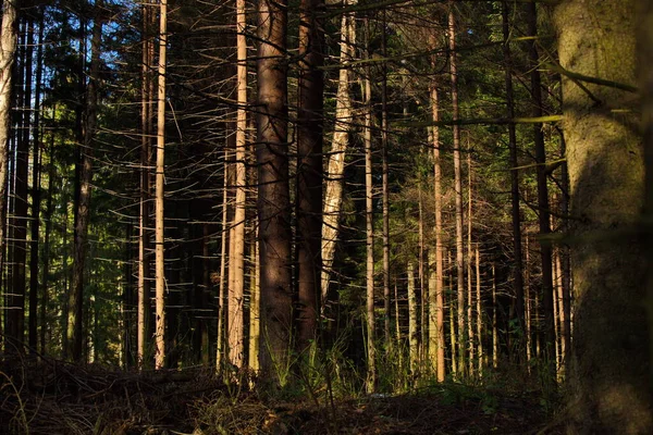 Batan Güneşin Işınlarında Kozalaklı Sonbahar Ormanı — Stok fotoğraf