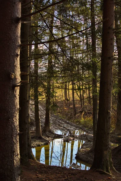 Route Campagne Dans Forêt Automne Après Pluie — Photo