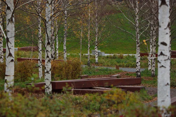 Birken Städtischen Herbstpark Moskau — Stockfoto