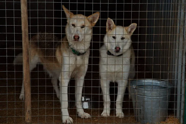 Dogs Animal Shelter — Stock Photo, Image
