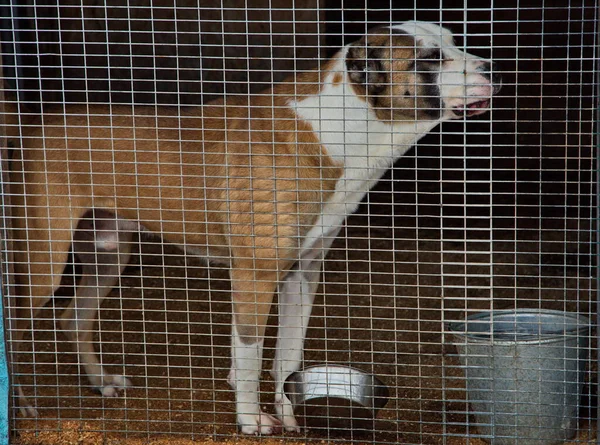 Dog Open Air Cage Shelter Homeless Animals — Stock Photo, Image