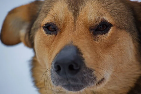 Shelter Dog First Walk Volunteer — Stock Photo, Image