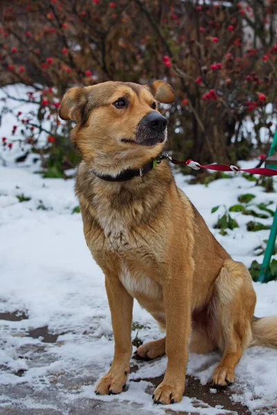 ボランティアと一緒に最初の散歩に避難所の犬 — ストック写真