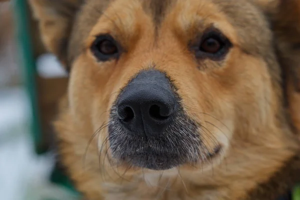 ボランティアと一緒に最初の散歩に避難所の犬 — ストック写真