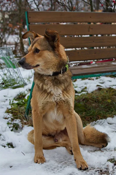 ボランティアと一緒に最初の散歩に避難所の犬 — ストック写真