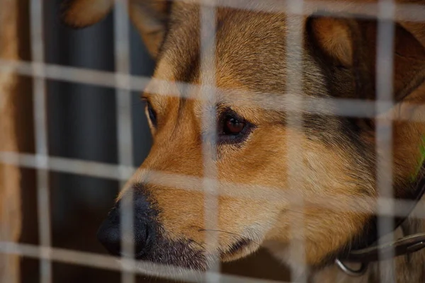 Dog Looks Out Enclosure Animal Shelter — Stock Photo, Image