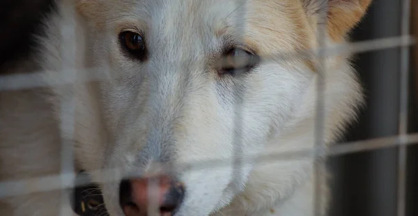 Dog Looks Out Enclosure Animal Shelter — Stock Photo, Image