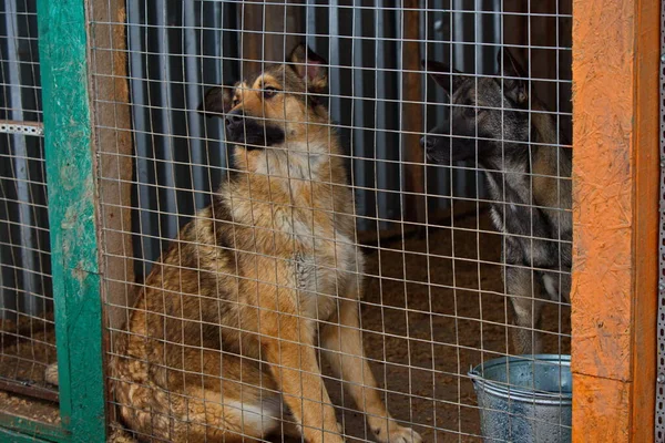 Dogs Animal Shelter — Stock Photo, Image