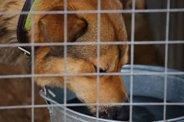 A dog in an open-air cage of a shelter for homeless animals.