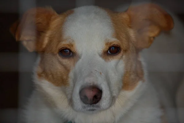 Dog Looks Out Enclosure Animal Shelter — Stock Photo, Image