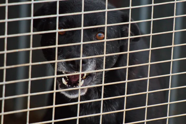 Dog Looks Out Enclosure Animal Shelter — Stock Photo, Image