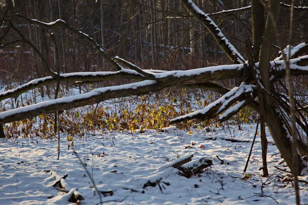 Windbruch Winterwald Nach Dem Ersten Schnee Russland — Stockfoto