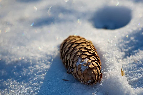 Cono Abete Rosso Sulla Prima Neve — Foto Stock