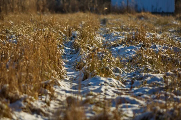Dry Grass First Snow Russia — Stock Photo, Image