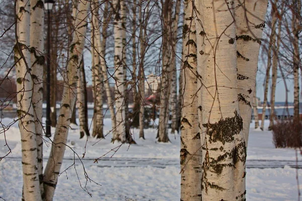 Trunks Karelian Birches Light Setting Sun — Stock Photo, Image