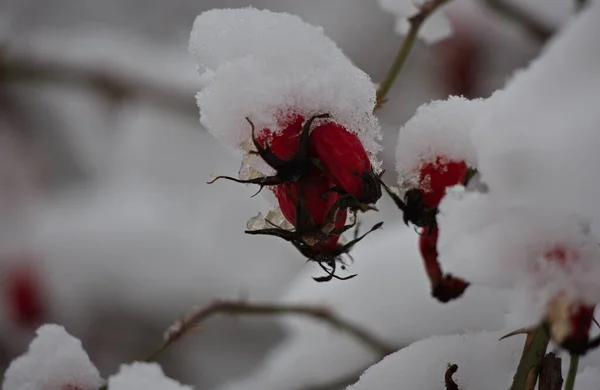 Заморожені Стегна Троянд Під Снігом — стокове фото