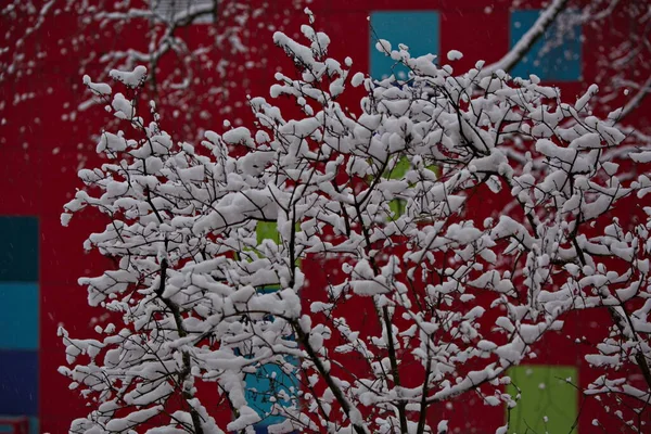Hóval Borított Faágak Városban — Stock Fotó
