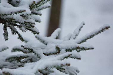 Kar yağışı sırasında bir kış parkında ladin dalları.