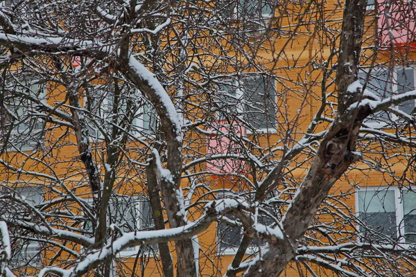 Zasněžené Větve Stromů Nádvoří Mokova — Stock fotografie