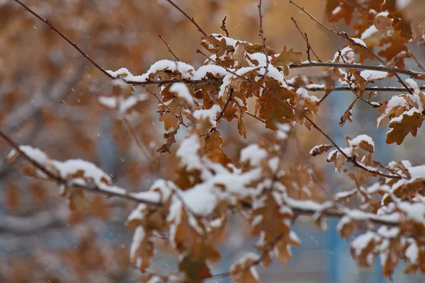 Rami Alberi Innevati Cortile Mosca — Foto Stock