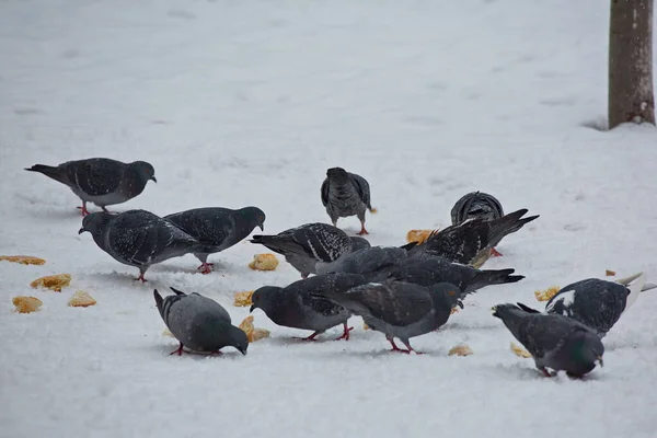 Nutrire Piccioni Della Città Una Strada Innevata — Foto Stock