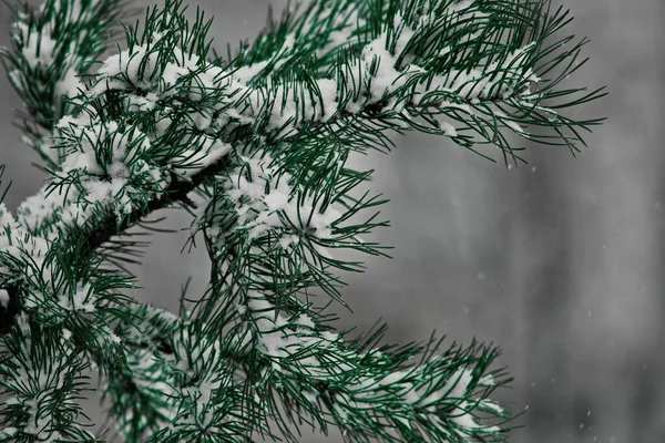 Pine Branches Winter Park Snowfall — Stock Photo, Image