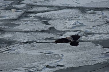 Moskova Nehri 'nde buz sürükleniyor.