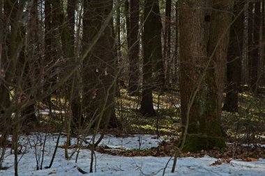Bahar güneşinin günbatımından önce çam ormanında.