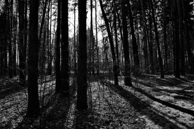 Bahar güneşinin günbatımından önce çam ormanında.