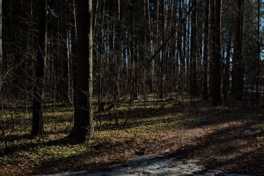 Bahar güneşinin günbatımından önce çam ormanında.