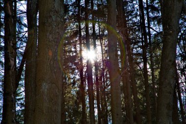 Bahar güneşinin günbatımından önce çam ormanında.