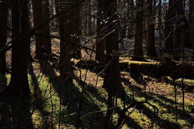 Bahar güneşinin günbatımından önce çam ormanında.