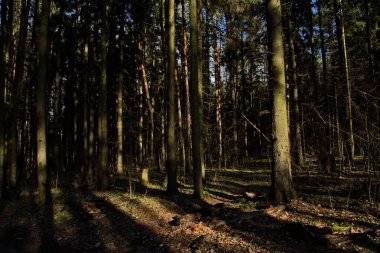 Bahar güneşinin günbatımından önce çam ormanında.