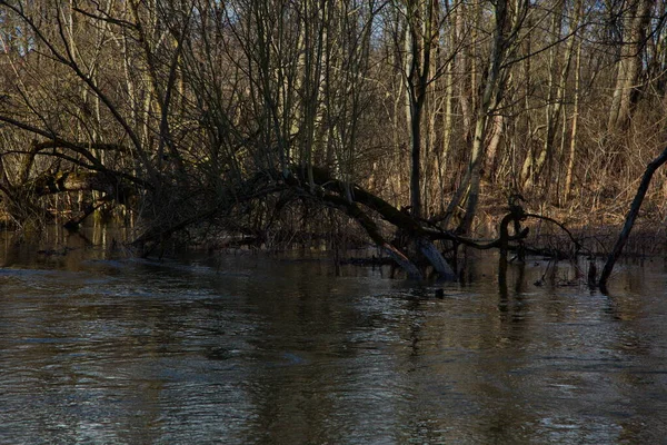 Początek Wiosennej Powodzi Nad Rzeką Desną — Zdjęcie stockowe