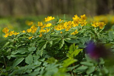 It's time for spring flowering in the forest.