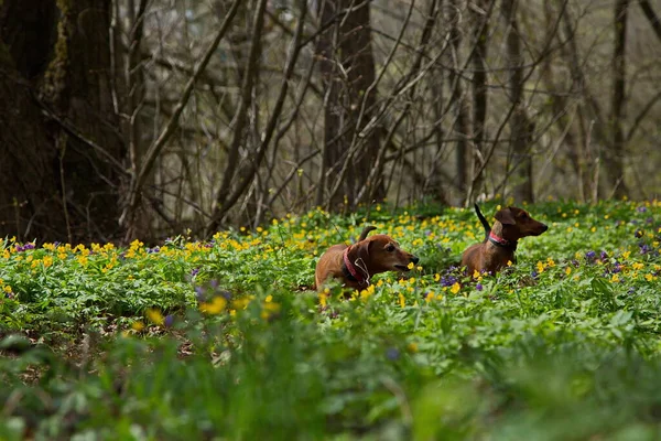 Red Dachshunds Walk Spring Forest — Stock Photo, Image