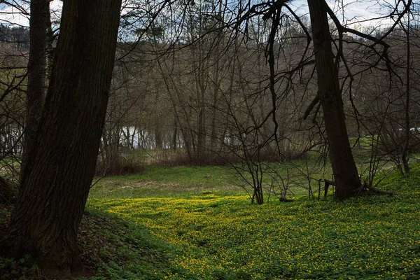 Time Spring Flowering Forest — Stok fotoğraf