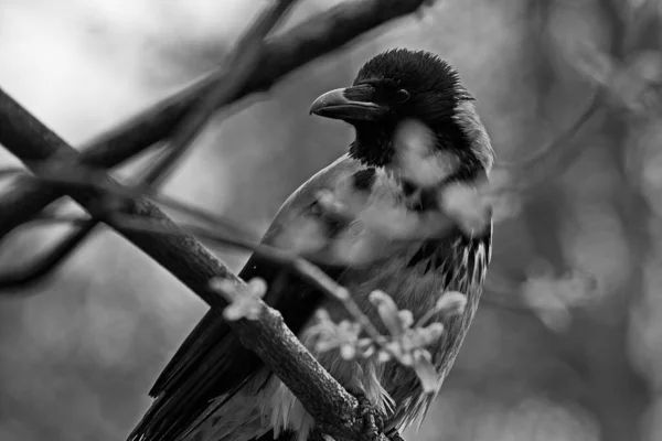 Corvo Nos Ramos Uma Árvore Parque Cidade Mola — Fotografia de Stock