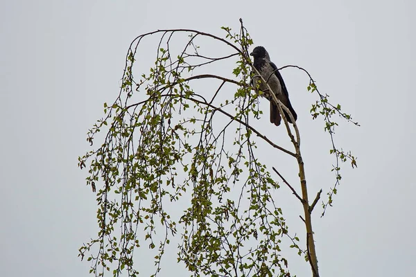 Cuervo Las Ramas Árbol Parque Ciudad Primavera —  Fotos de Stock
