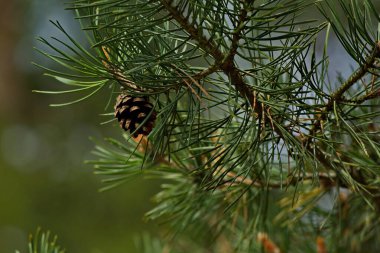Genç bir çam ağacının dallarında bir koni.