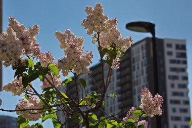 Moskova sokaklarında açan leylaklar.