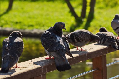 Göletin kenarındaki güvercinler.